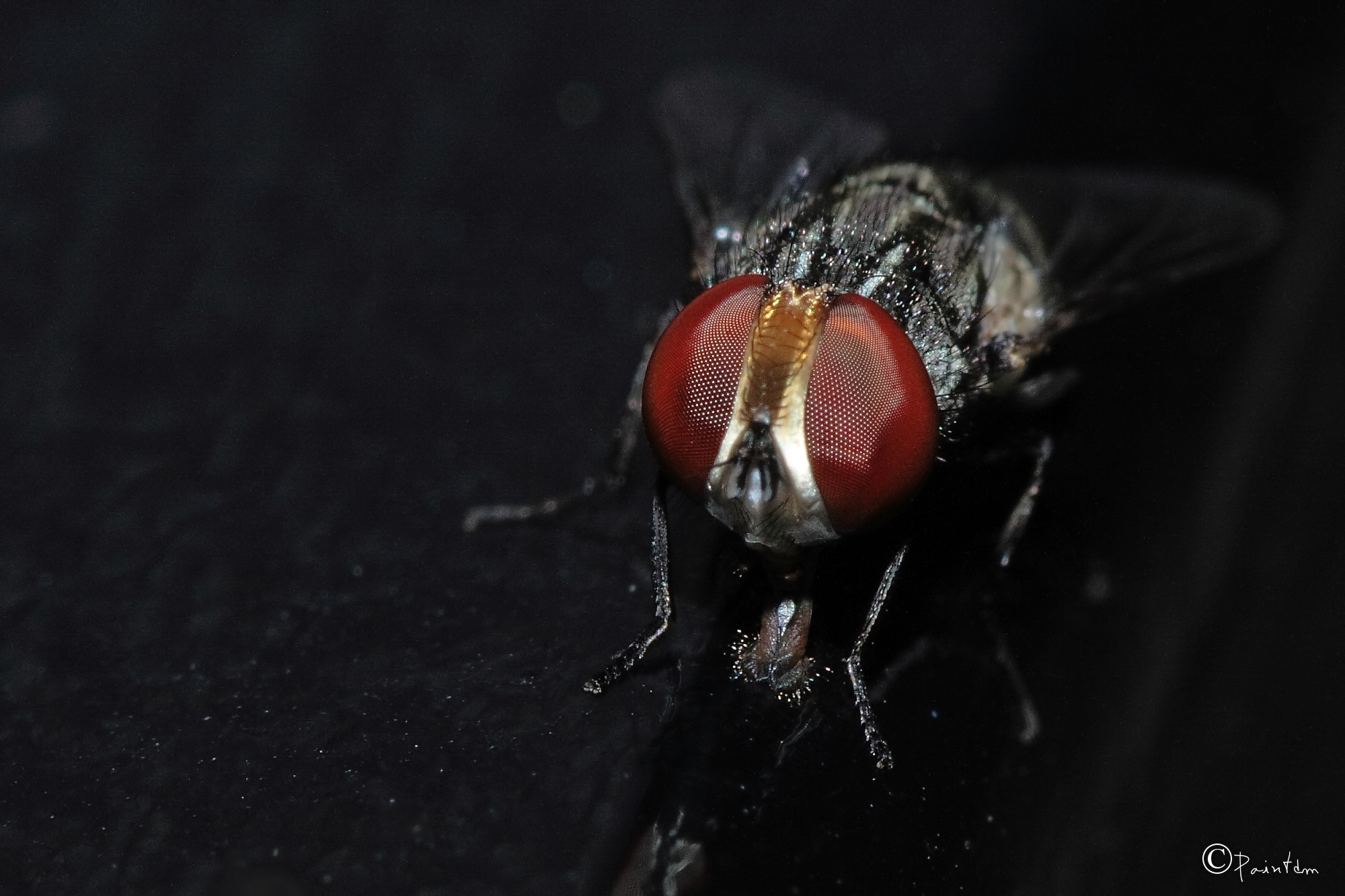 Fonds d'cran Animaux Insectes - Mouches La mouche