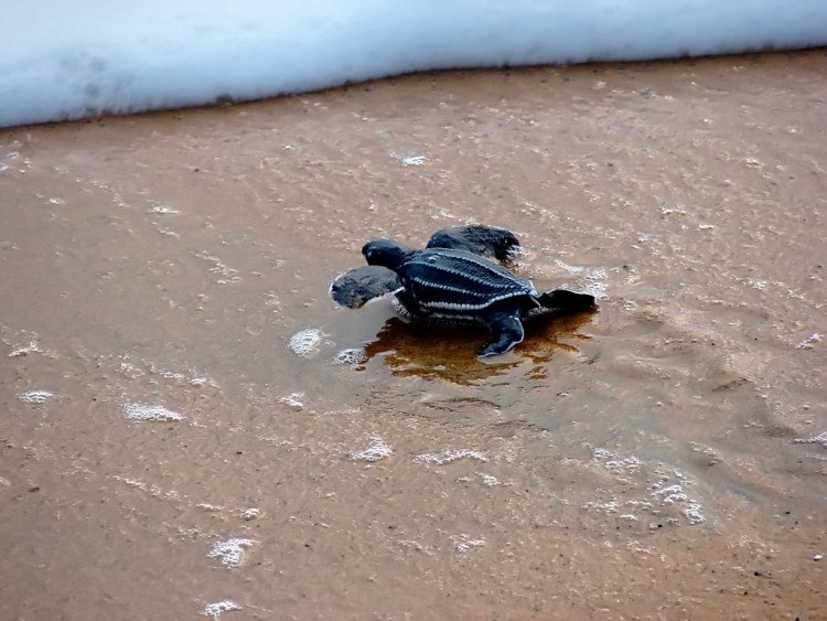 Fonds d'cran Animaux Tortues Tortue Luth