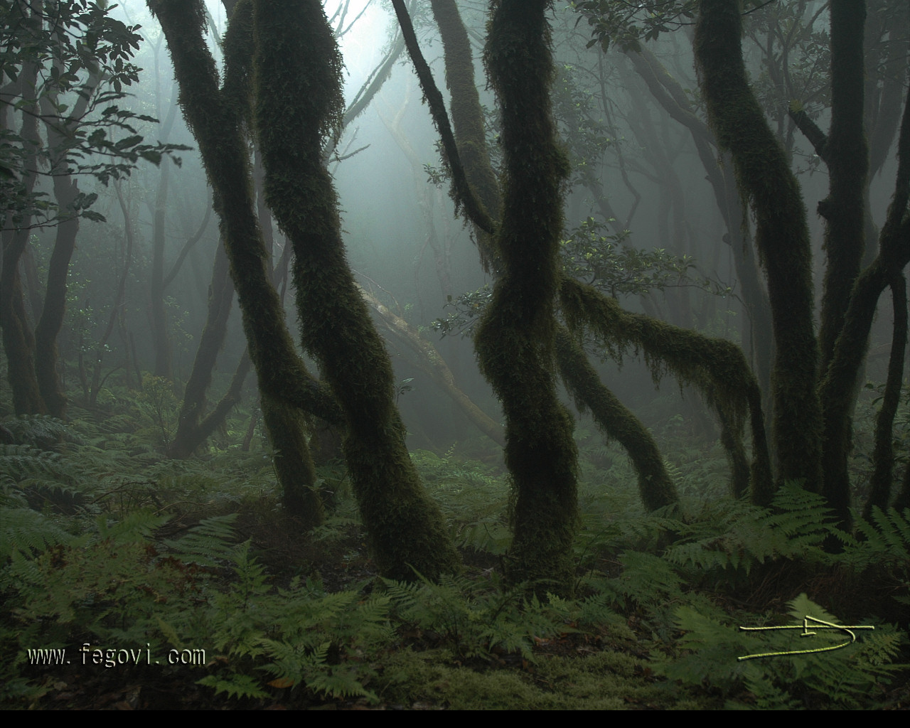 Fonds d'cran Nature Arbres - Forts Anaga foret