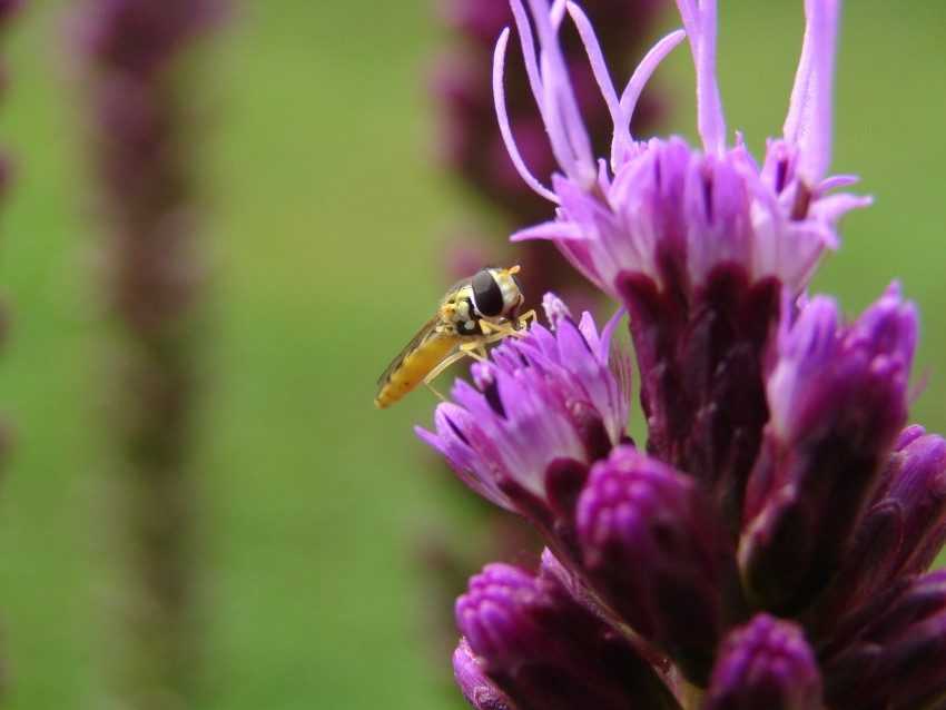 Fonds d'cran Animaux Insectes - Abeilles Gupes ... 