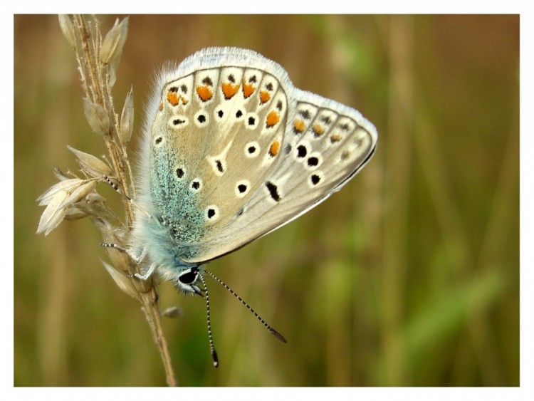 Wallpapers Animals Insects - Butterflies Argus bleu