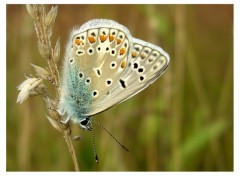 Fonds d'cran Animaux Argus bleu