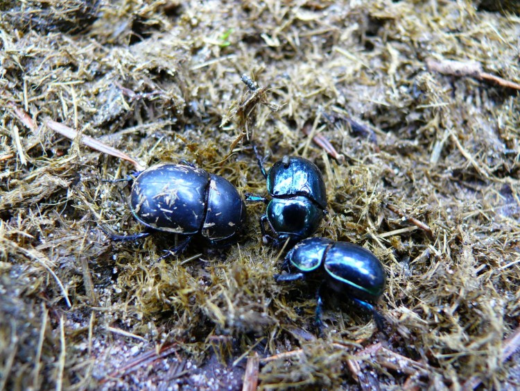 Fonds d'cran Animaux Insectes - Scarabes BOUSIERS