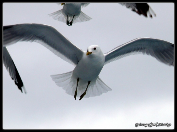 Fonds d'cran Animaux Oiseaux - Mouettes et Golands Mouette du Geirangerfjord