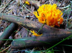 Fonds d'cran Nature CHAMPIGNONS