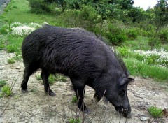 Fonds d'cran Animaux roi de la foret