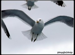 Fonds d'cran Animaux Mouette du Geirangerfjord