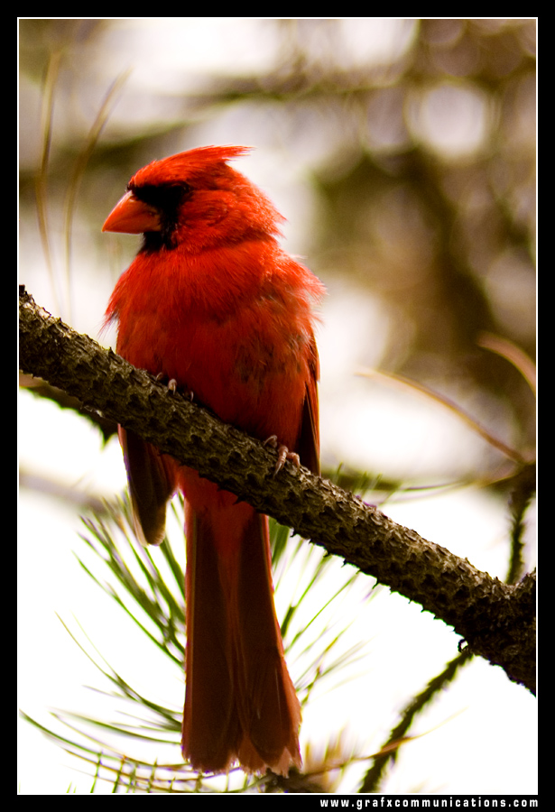 Fonds d'cran Animaux Oiseaux - Divers Le cardinal