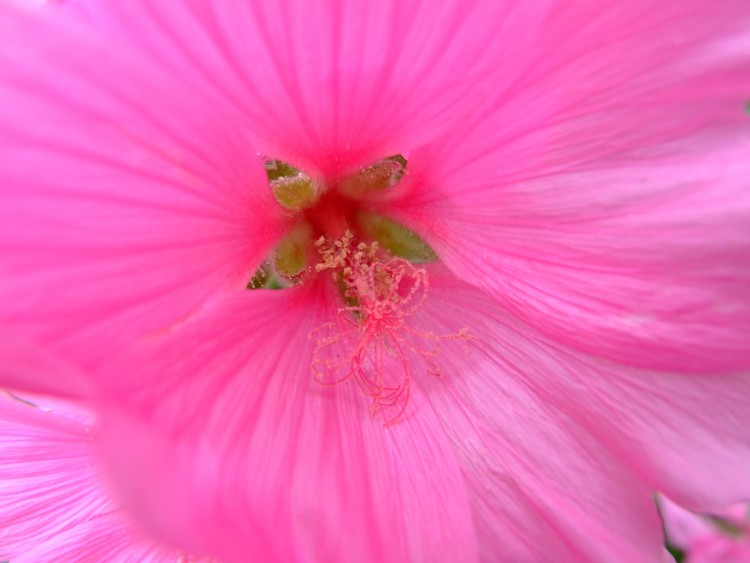 Fonds d'cran Nature Fleurs The Pinky Lavataire