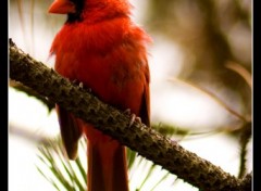 Wallpapers Animals Le cardinal