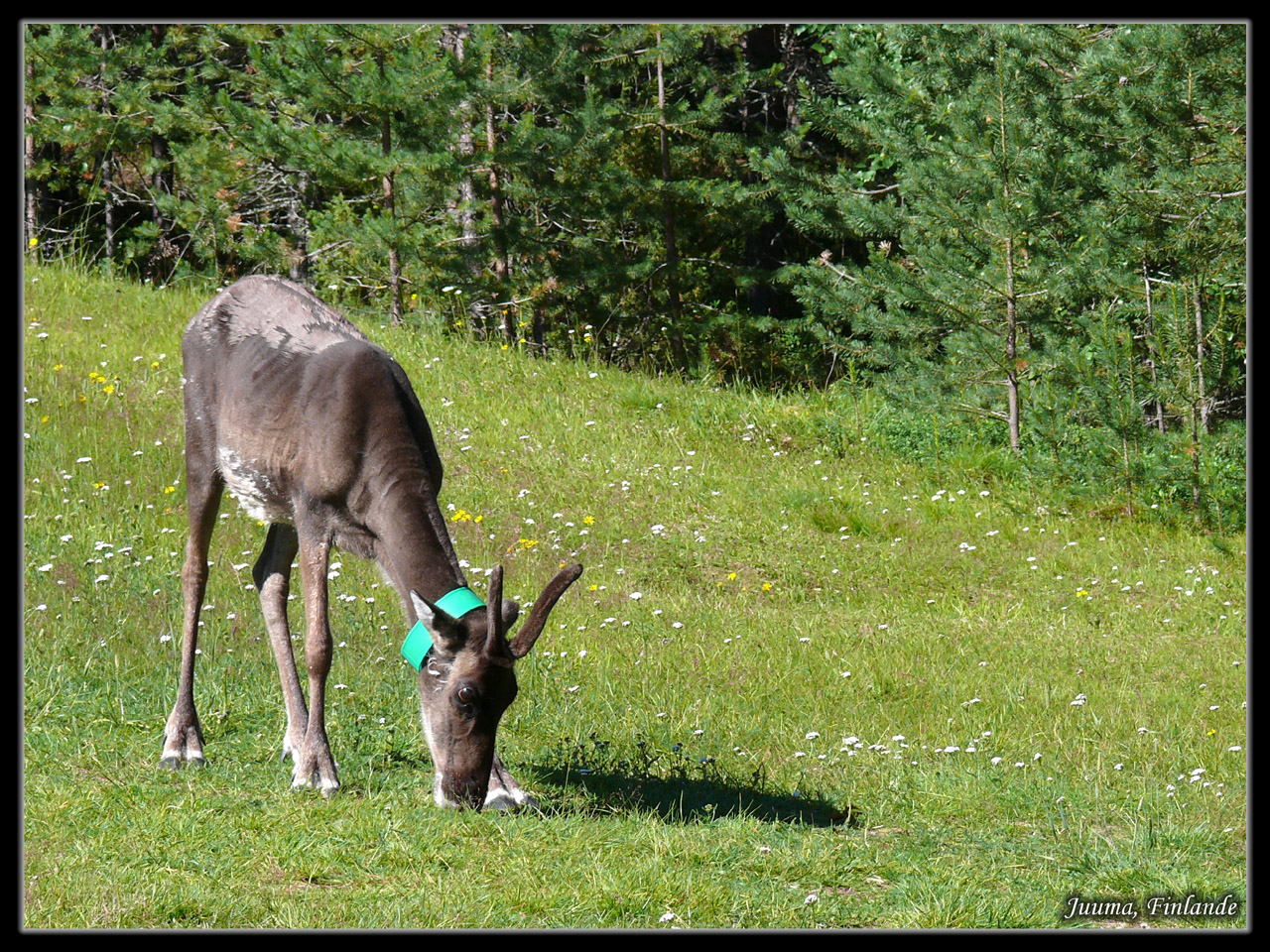 Fonds d'cran Animaux Divers Renne