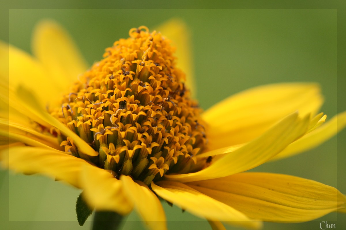 Fonds d'cran Nature Fleurs 