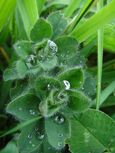 Wallpapers Nature Leaves - Foliage gouttes d'eau