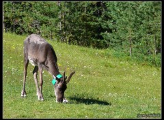 Fonds d'cran Animaux Renne