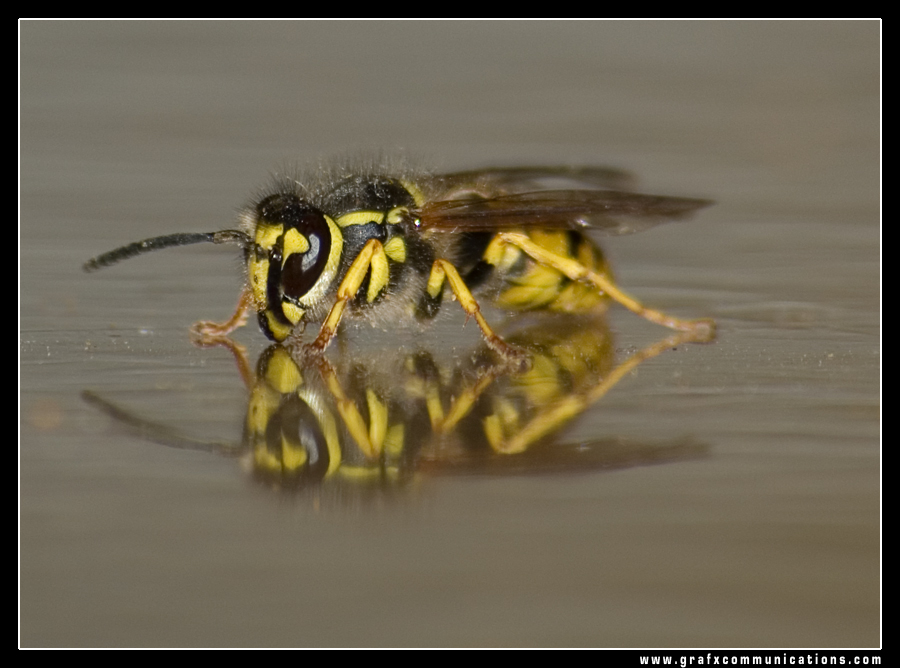 Wallpapers Animals Insects - Bees, Wasps gupe1