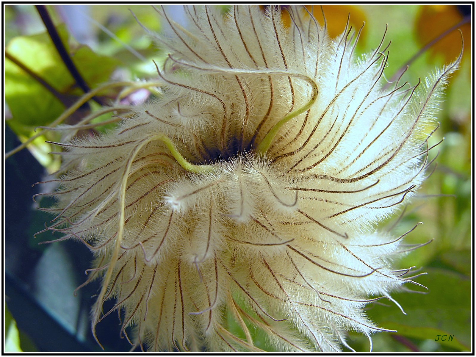 Fonds d'cran Nature Fleurs Clmatite aprs floraison