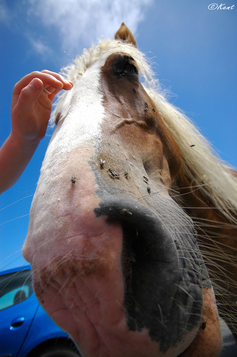 Wallpapers Animals Horses Cheval vu sous grand-angle