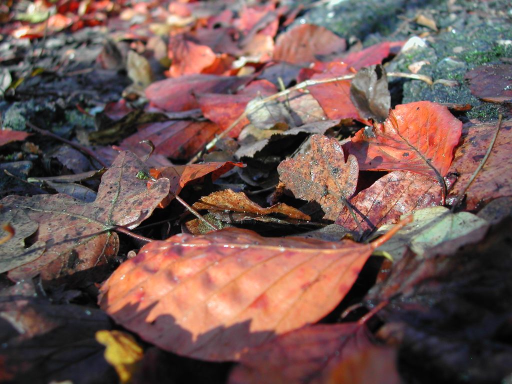 Fonds d'cran Nature Feuilles - Feuillages Feuilles de l'automne