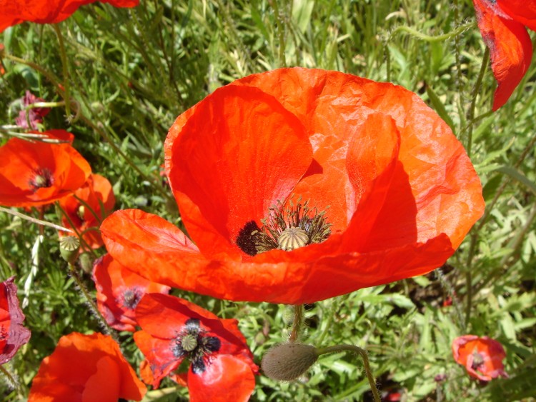 Fonds d'cran Nature Fleurs coquelicot