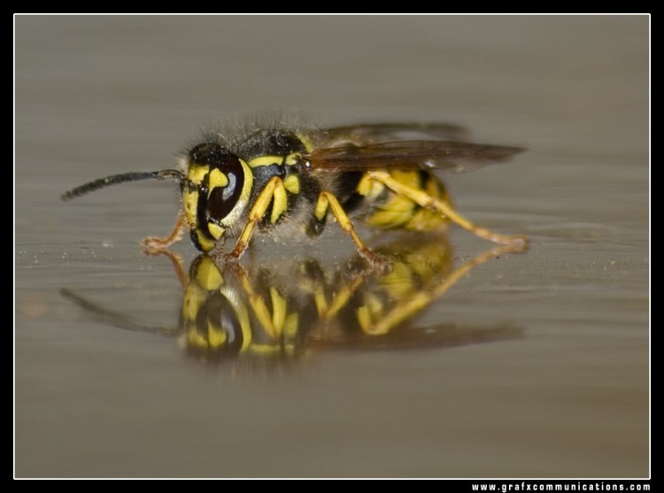 Wallpapers Animals Insects - Bees, Wasps gupe1