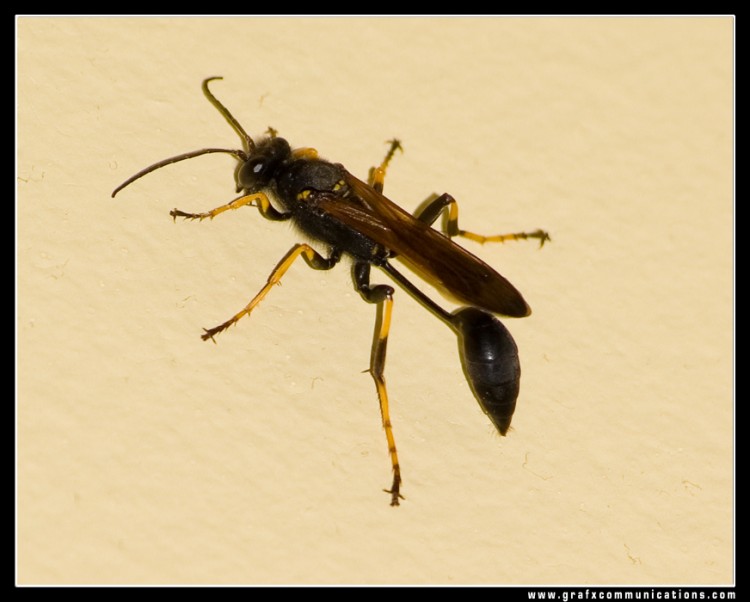 Fonds d'cran Animaux Insectes - Abeilles Gupes ... Gupe 2