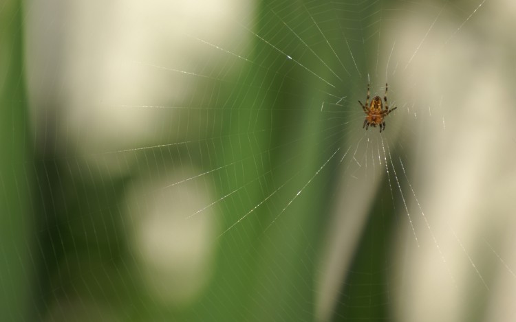 Fonds d'cran Animaux Araignes araigne1