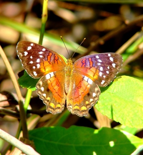 Fonds d'cran Animaux Insectes - Papillons Papillon amazonien