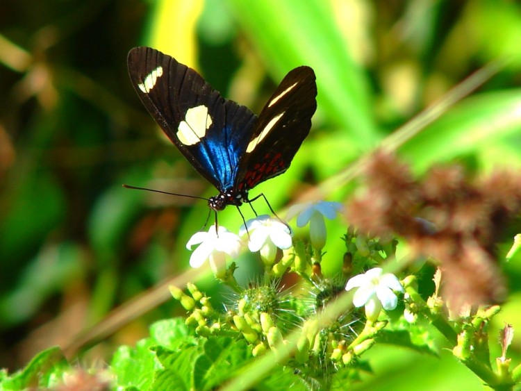 Wallpapers Animals Insects - Butterflies Papillon amazonien 2