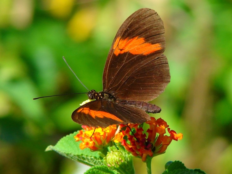 Wallpapers Animals Insects - Butterflies Papillon amazonien 3