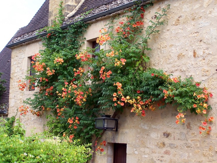 Fonds d'cran Constructions et architecture Maisons Trs beaux bignonias sur une faade