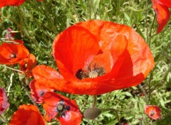 Fonds d'cran Nature coquelicot