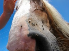 Fonds d'cran Animaux Cheval vu sous grand-angle