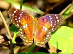 Fonds d'cran Animaux Papillon amazonien