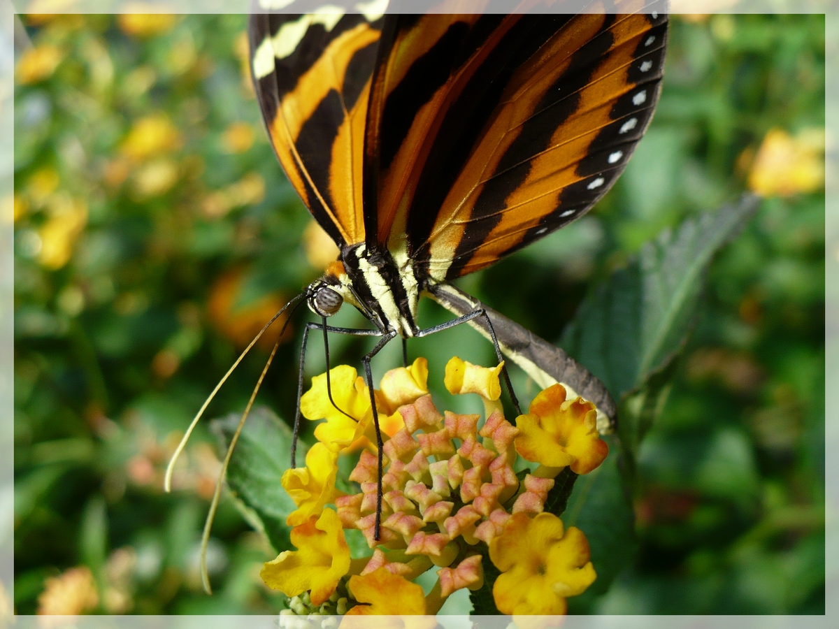 Fonds d'cran Animaux Insectes - Papillons 