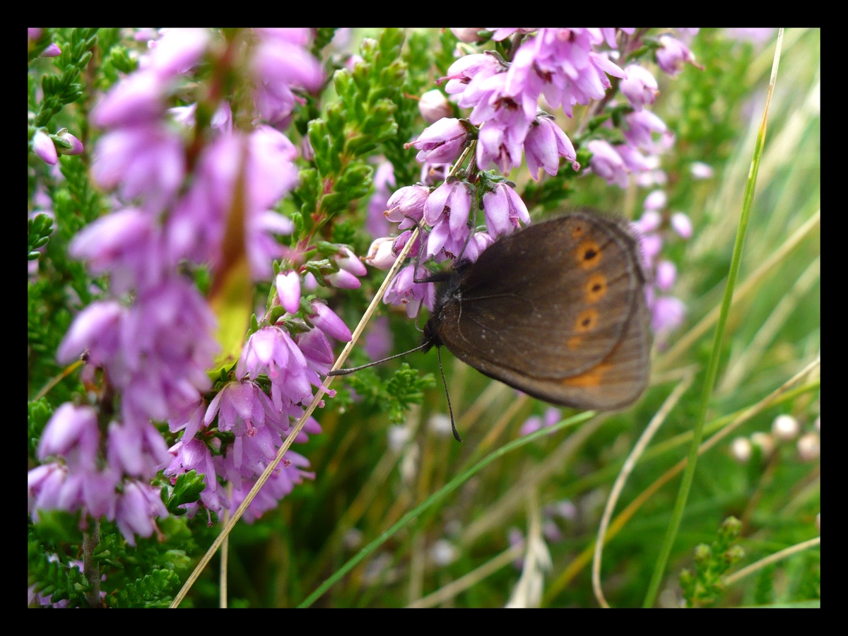 Fonds d'cran Animaux Insectes - Papillons 