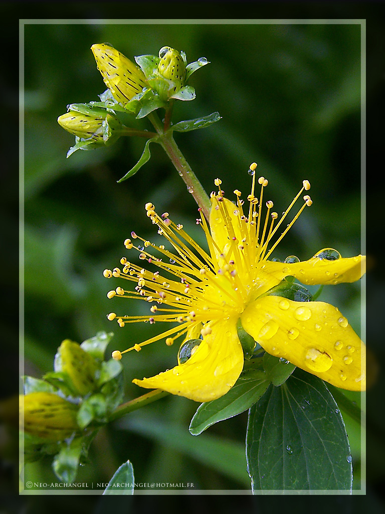 Wallpapers Nature Flowers Profusion