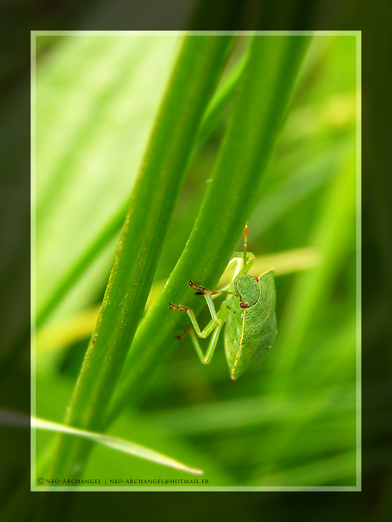 Wallpapers Animals Insects - Miscellaneous Ascension