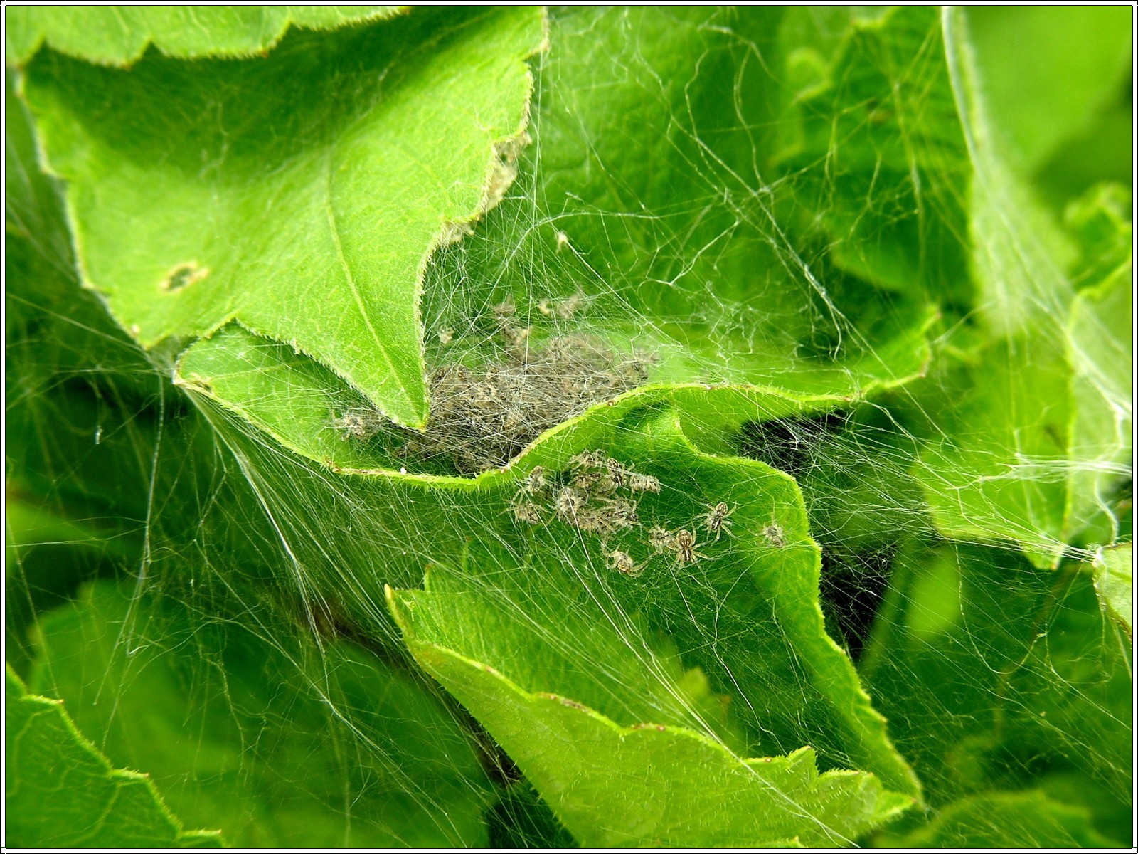 Fonds d'cran Animaux Araignes Naissance