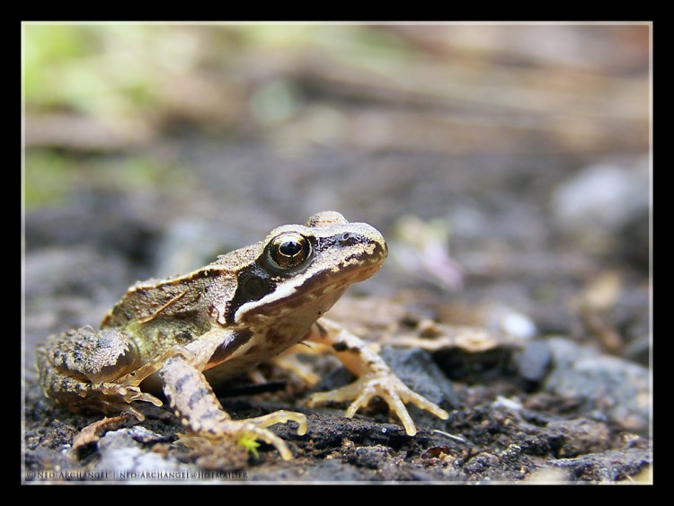 Wallpapers Animals Frogs - Toads Face  face