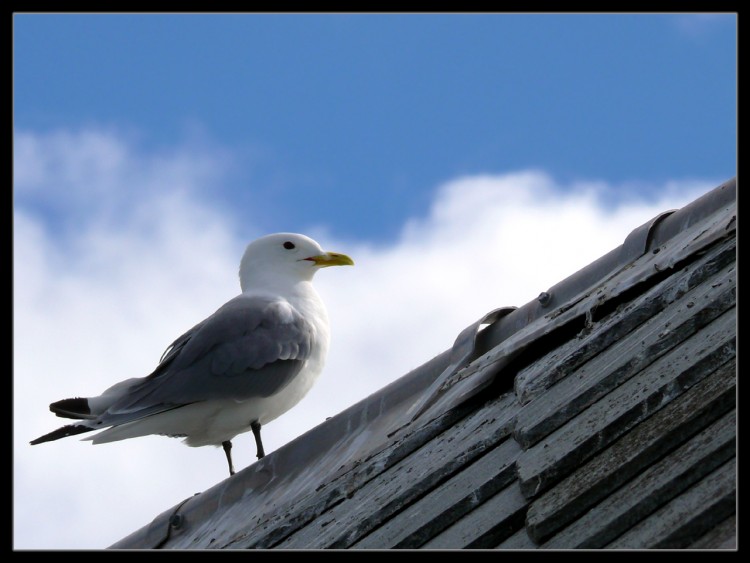 Fonds d'cran Animaux Oiseaux - Mouettes et Golands Solitaire sur un toit