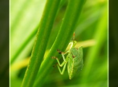 Fonds d'cran Animaux Ascension