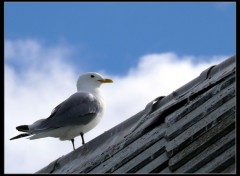 Fonds d'cran Animaux Solitaire sur un toit