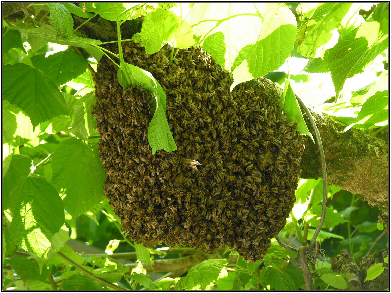 Fonds d'cran Animaux Insectes - Abeilles Gupes ... Essaim d'abeilles