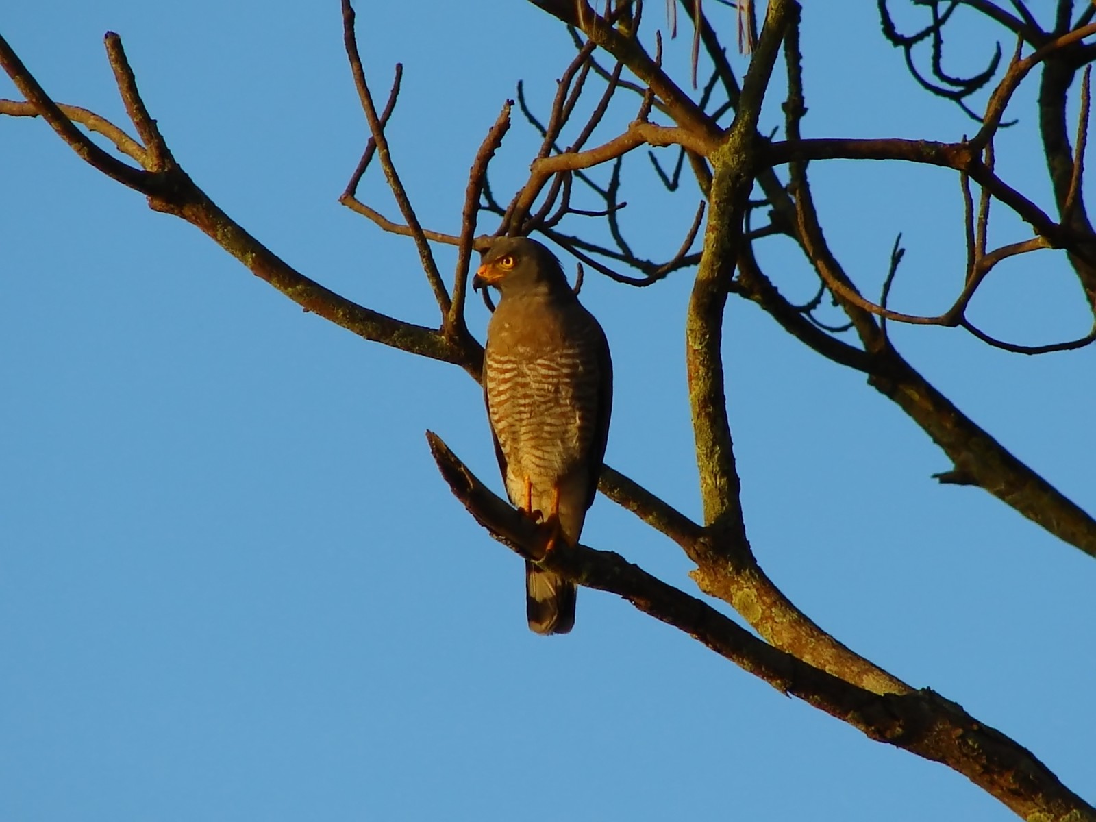 Wallpapers Animals Birds - Raptors Buse