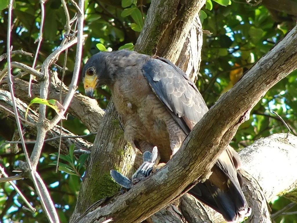 Wallpapers Animals Birds - Raptors Buse et sa proie