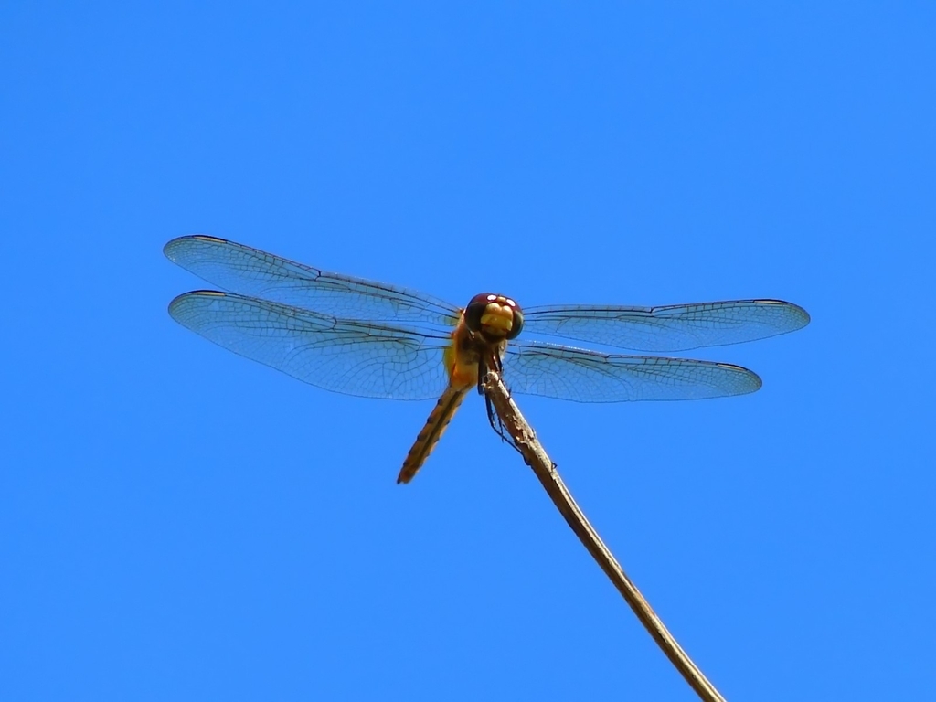 Fonds d'cran Animaux Insectes - Libellules Belle Demoiselle