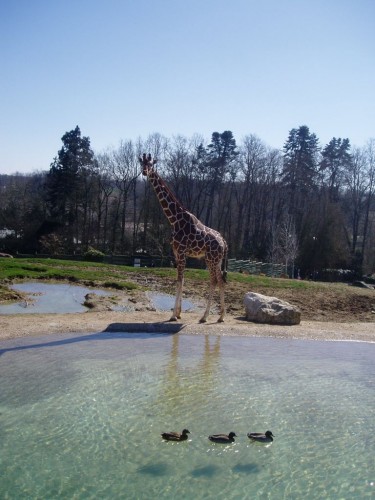 Fonds d'cran Animaux Girafes Girafe