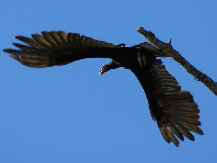 Wallpapers Animals Birds - Raptors Envol du vautour