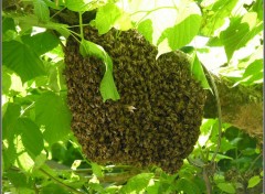 Fonds d'cran Animaux Essaim d'abeilles