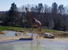 Fonds d'cran Animaux Girafe